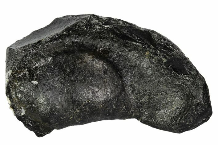 Fossil Whale Ear Bone - Miocene #109265